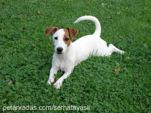 ponçik Dişi Jack Russell Terrier