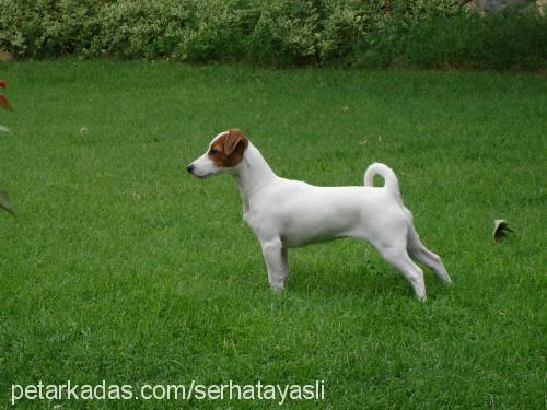 ponçik Dişi Jack Russell Terrier