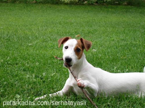 ponçik Dişi Jack Russell Terrier