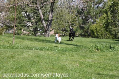 ponçik Dişi Jack Russell Terrier