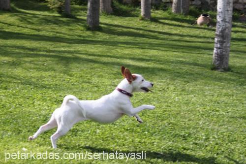 ponçik Dişi Jack Russell Terrier