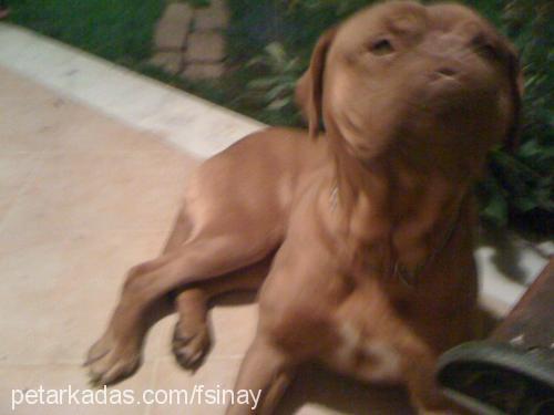 rajha Dişi Fransız Mastiff