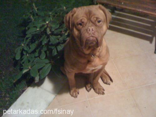 rajha Dişi Fransız Mastiff