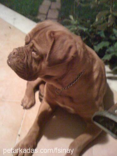 rajha Dişi Fransız Mastiff