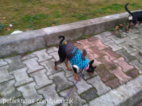 maya Dişi Minyatür Pinscher