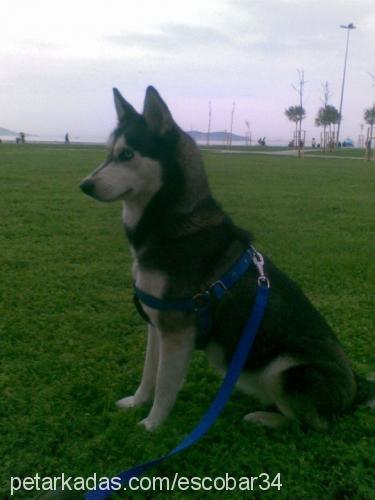 patİ Dişi Sibirya Kurdu (Husky)