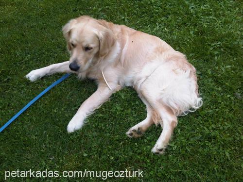 badem Erkek Golden Retriever