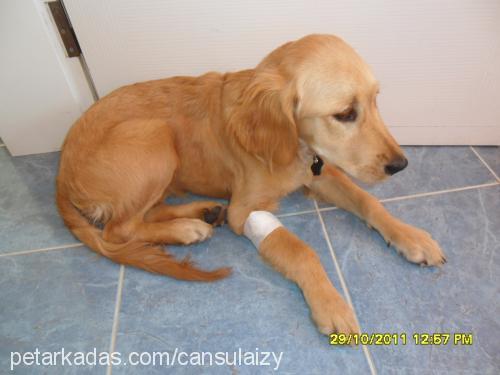 laİzy Dişi Golden Retriever