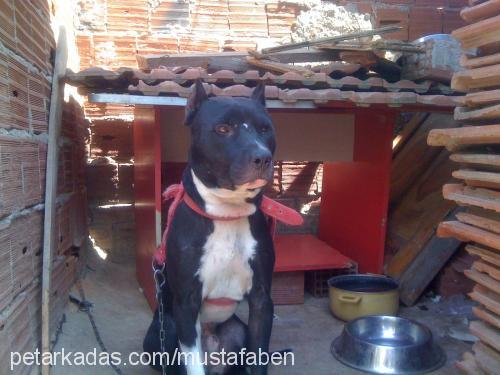 ateş Erkek Amerikan Pitbull Terrier