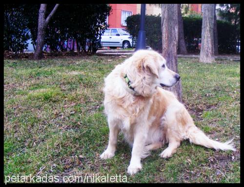 theia Dişi Golden Retriever