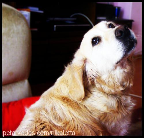 theia Dişi Golden Retriever