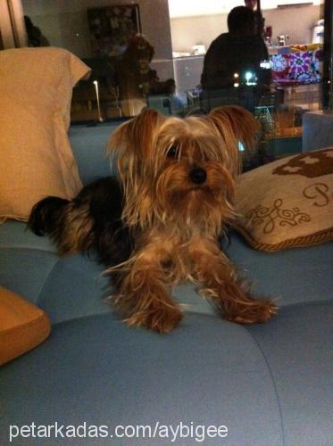 mickey Erkek Yorkshire Terrier