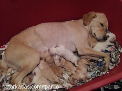 lena Dişi Labrador Retriever