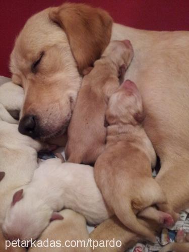 lena Dişi Labrador Retriever