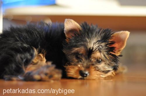 mickey Erkek Yorkshire Terrier