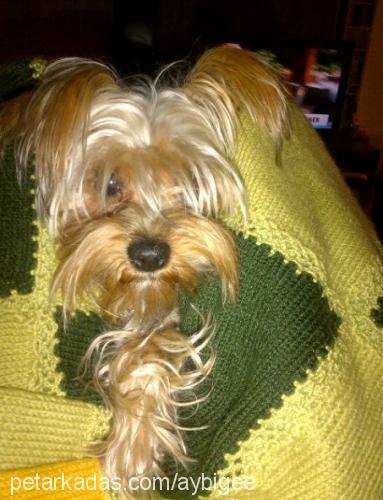 mickey Erkek Yorkshire Terrier