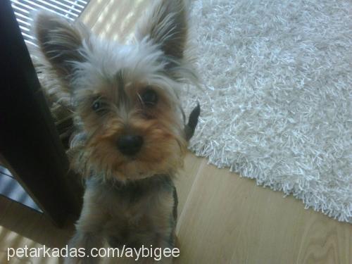 mickey Erkek Yorkshire Terrier