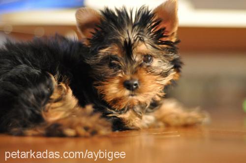 mickey Erkek Yorkshire Terrier