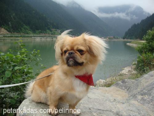 shaika Dişi Pekingese