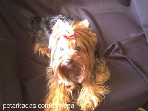 aris Erkek Yorkshire Terrier