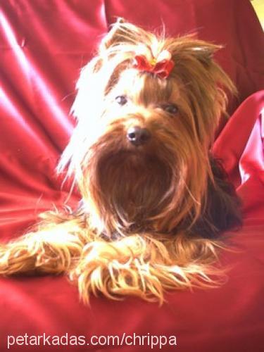 aris Erkek Yorkshire Terrier