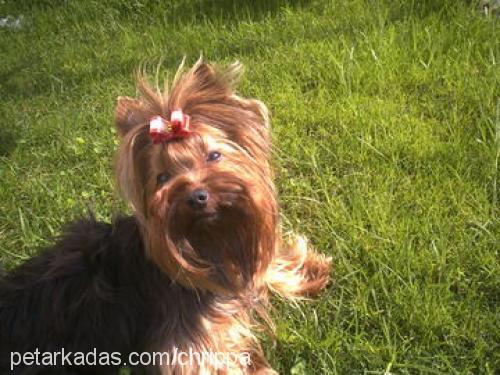 aris Erkek Yorkshire Terrier