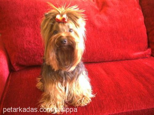 aris Erkek Yorkshire Terrier