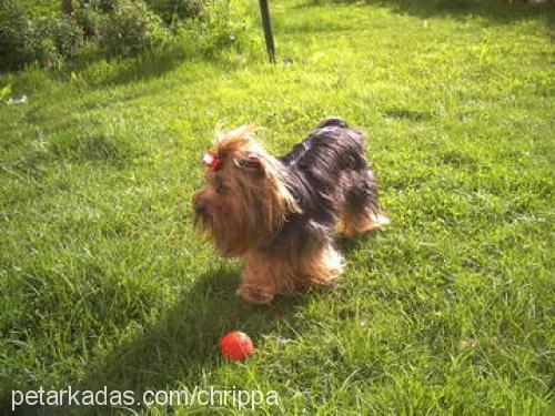 aris Erkek Yorkshire Terrier