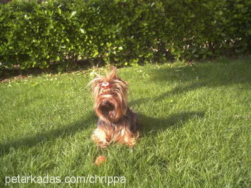 aris Erkek Yorkshire Terrier