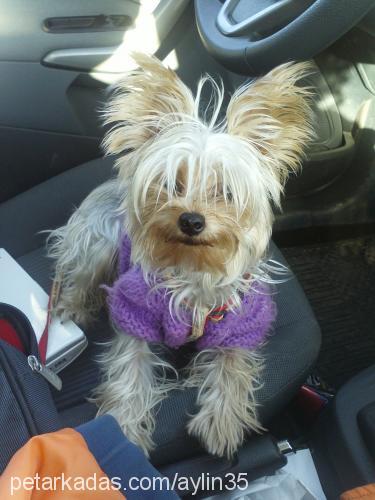 barbie Dişi Yorkshire Terrier