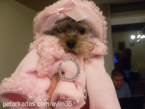 barbie Dişi Yorkshire Terrier