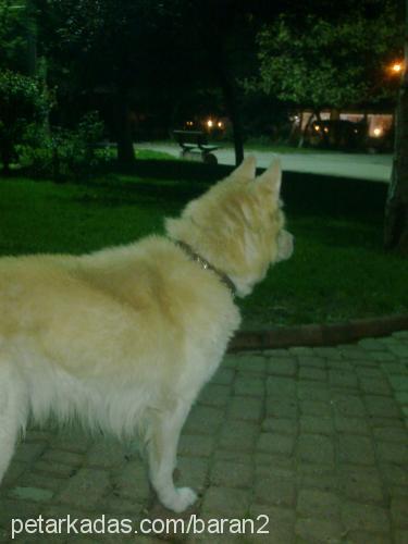 baran Erkek Samoyed