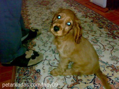 lady Dişi İngiliz Cocker Spaniel