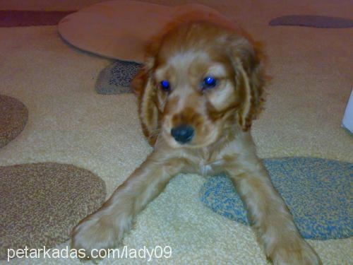 lady Dişi İngiliz Cocker Spaniel