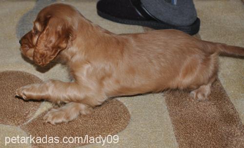 lady Dişi İngiliz Cocker Spaniel