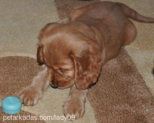 lady Dişi İngiliz Cocker Spaniel