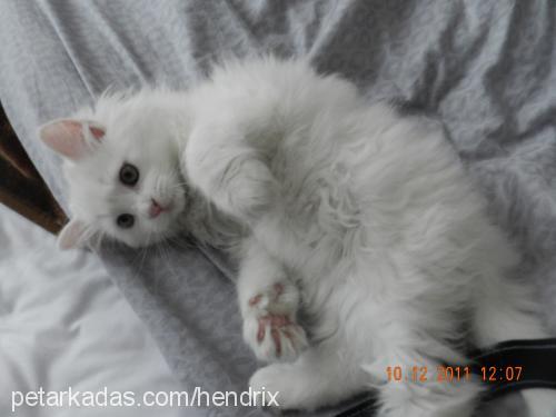 kedicik Erkek Ankara Kedisi (Angora)