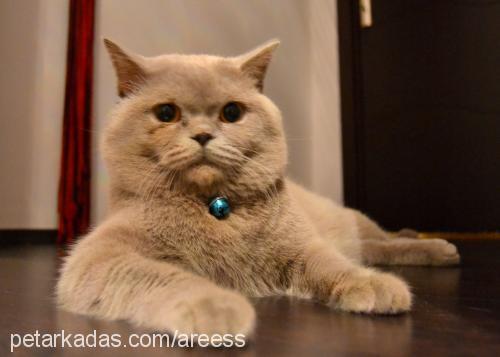 tommy Erkek British Shorthair