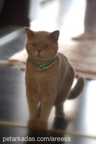 tommy Erkek British Shorthair