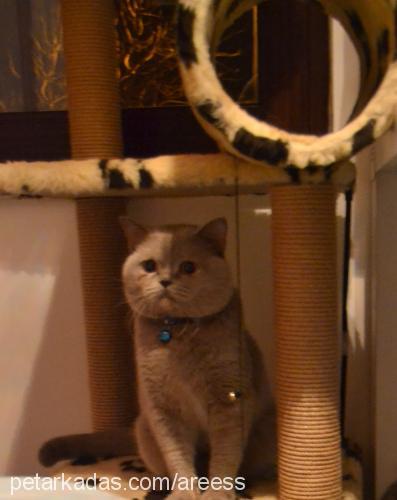 tommy Erkek British Shorthair