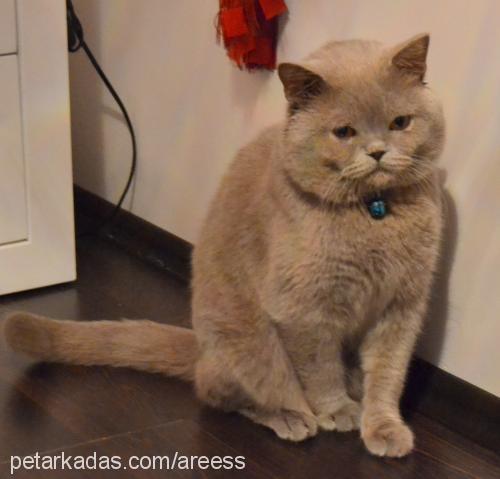 tommy Erkek British Shorthair