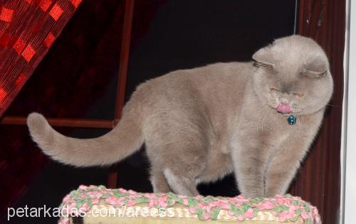 tommy Erkek British Shorthair