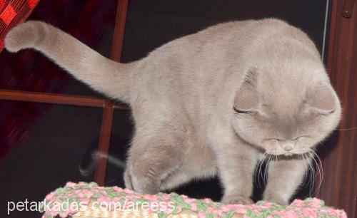 tommy Erkek British Shorthair