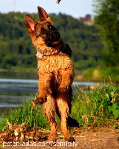 luis Erkek Alman Çoban Köpeği