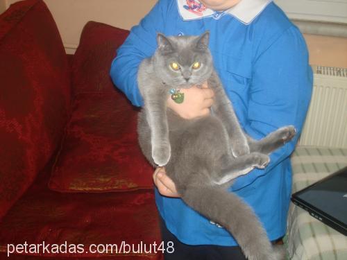 bulut Dişi British Shorthair