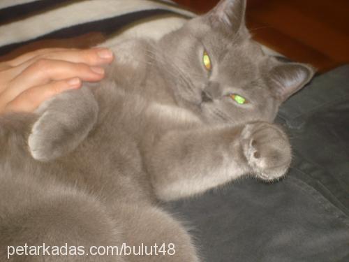 bulut Dişi British Shorthair