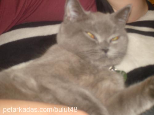 bulut Dişi British Shorthair