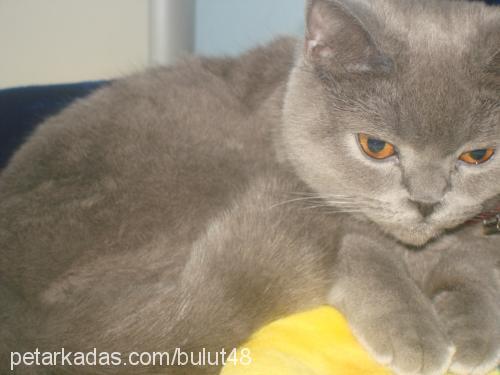 bulut Dişi British Shorthair