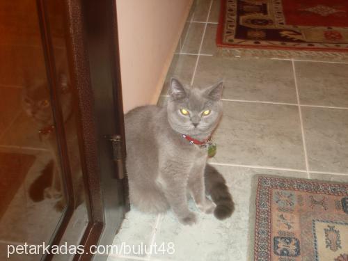 bulut Dişi British Shorthair