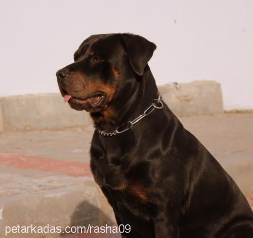 rasha Dişi Rottweiler